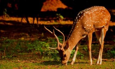 Odisha Image